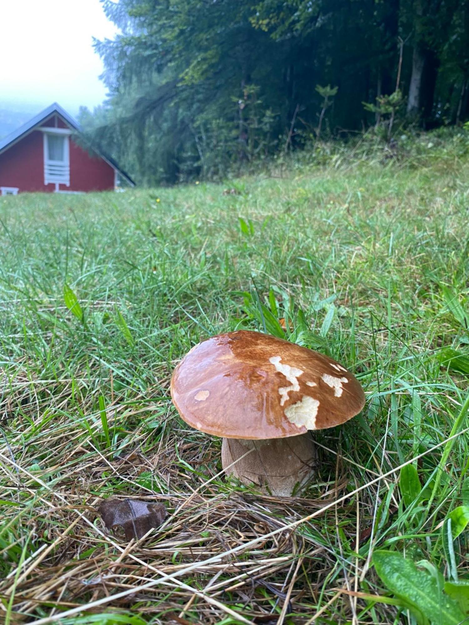 Forest House 塔干尼采 外观 照片